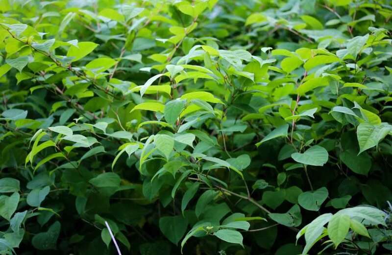 Having knotweed on your property could affect your house price too