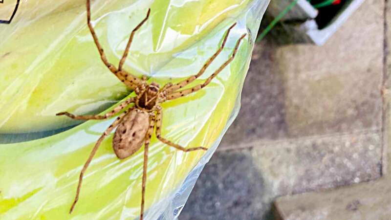 The giant spider species from Africa was found at a London primary school (Image: Credit: Dani Zenith via Pen News)