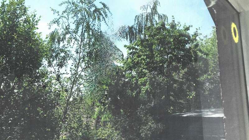 Trees belonging to Jacky Denney from the property of neighbour William McKenzie in Clackmannanshire