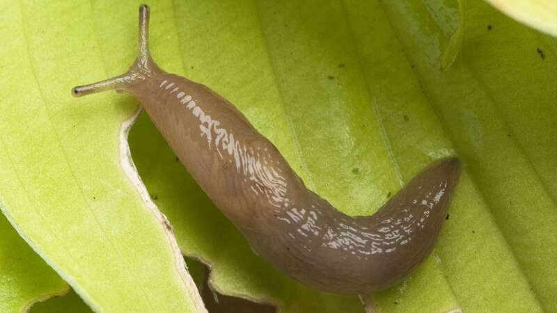 Slugs aren