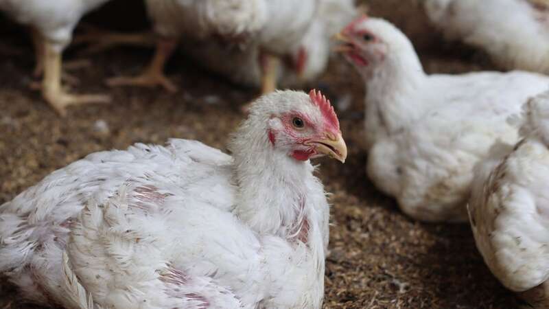 There has been one case of bird flu in humans recorded in the US this year (Image: Getty Images)