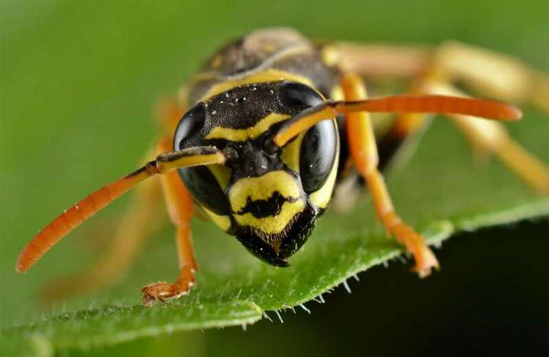 Scroll down to check out the top tips for flying ants