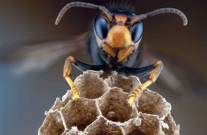 Pictures reveal how to tell the difference between Asian Hornets and others