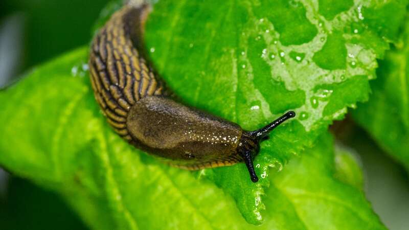 Slugs are a common garden pest, but how can you get rid of them naturally?