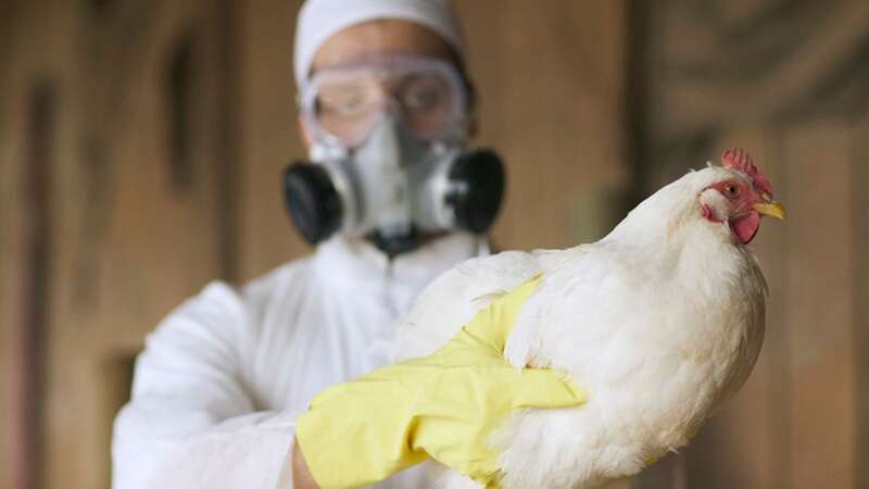 The same day the first human case ofH5N1 was announced, officials said a different strain had been found at a farm in the same state (Image: Getty Images)