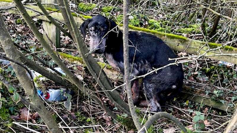 Dobby when he was found alone in bushes (Image: RSPCA/SWNS)