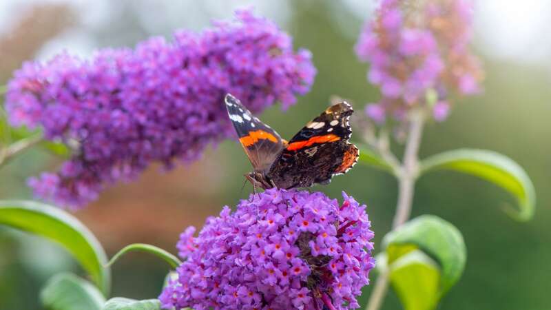 Buddleia also known as butterfly bush (Image: Getty Images)