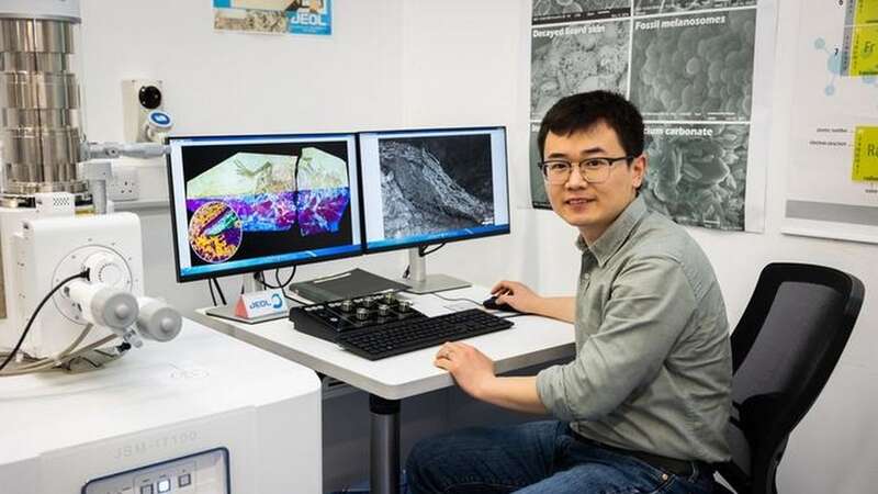 Scientists have made a new discovery on the evolution of feathers in dinosaurs (Image: Dr Zixiao Yang)