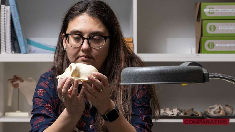 Biological anthropologist Katharine Balolia is fascinated by how differing mating behaviours shape variation in the skeleton (Image: Jamie Kidston/ANU/SWNS)