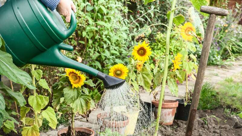 Watering can often be a challenge (Image: Getty Images/Image Source)