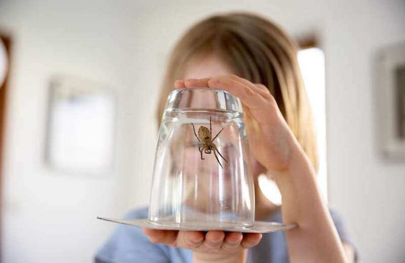 Plus, the other tricks to keep spiders out of your home