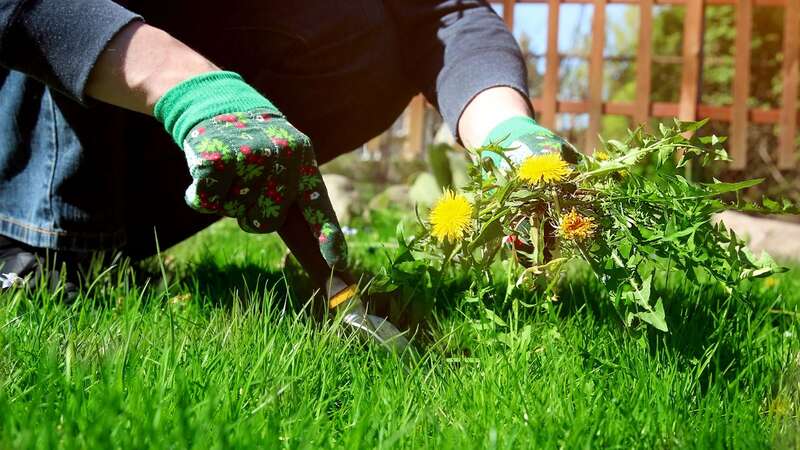 Weeds can be plentiful in the garden at this time of year (stock photo) (Image: Getty Images/iStockphoto)