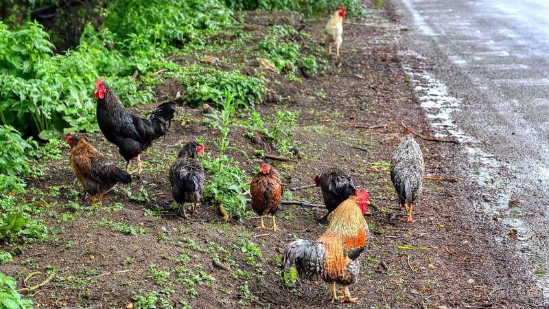 Chickens forage along Common Lane in Snettisham (Image: Chris Bishop / Newsquest / SWNS)