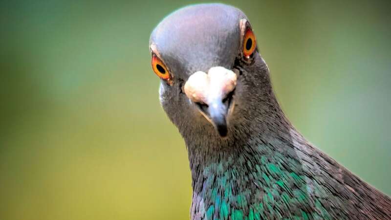 Pigeons can be a nuisance in the garden (Image: Getty Images/iStockphoto)