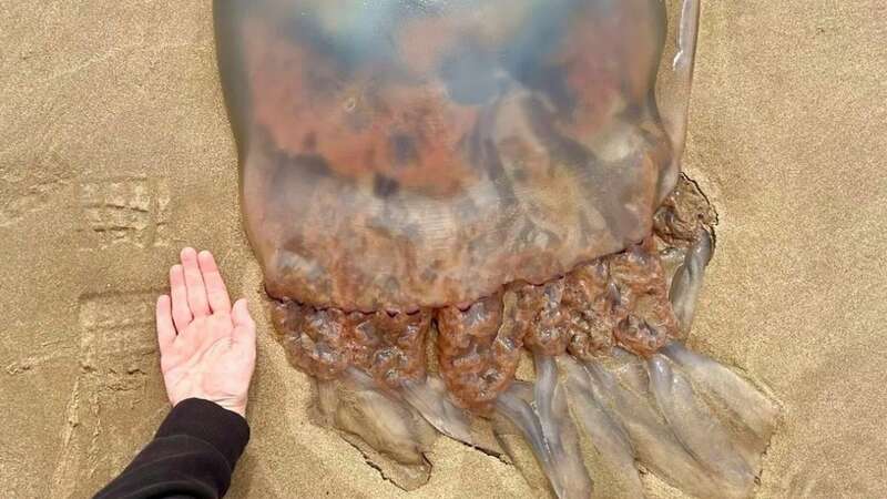 A Brit holidaymaker shared terrifying images revealing just what is lurking beneath the water on our beaches