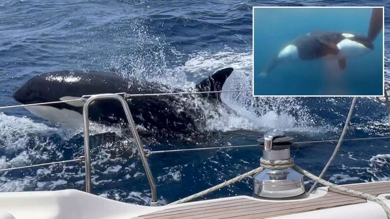 Scientists believe they have an explanation for why orcas are attacking boat rudders around the globe, leading to some sinking or sustaining serious dammage (Image: Stephen Bidwell / SWNS)