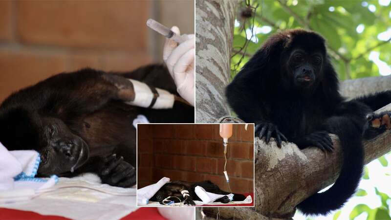 A caged howler monkey gets treatment as Howler monkeys drop dead from the trees as heatwave rages in Mexico (Image: Anadolu via Getty Images)