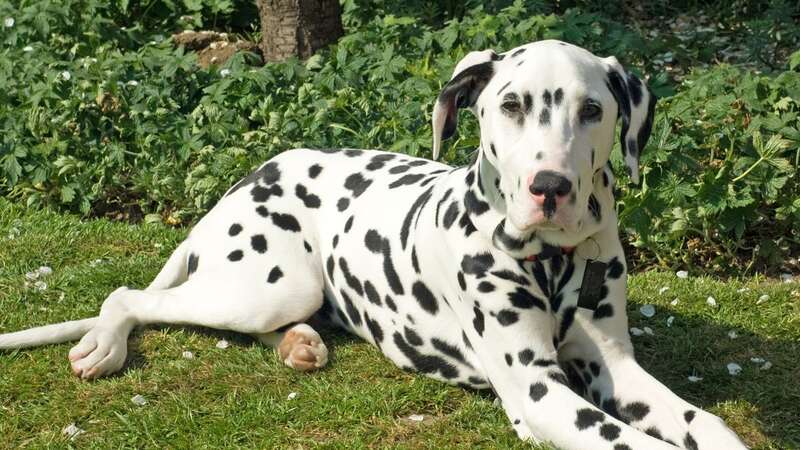 Have you ever wondered what gives Dalmatians their iconic pattern? (stock image) (Image: Getty Images)