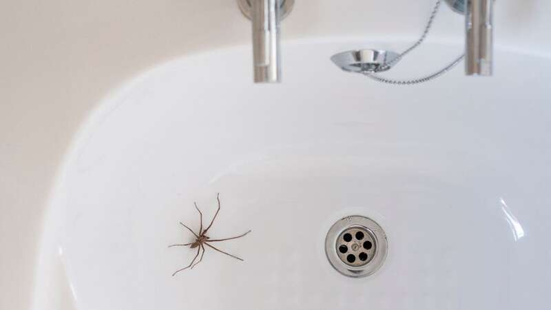 Spiders live in your house all year round (Image: Getty Images/iStockphoto)