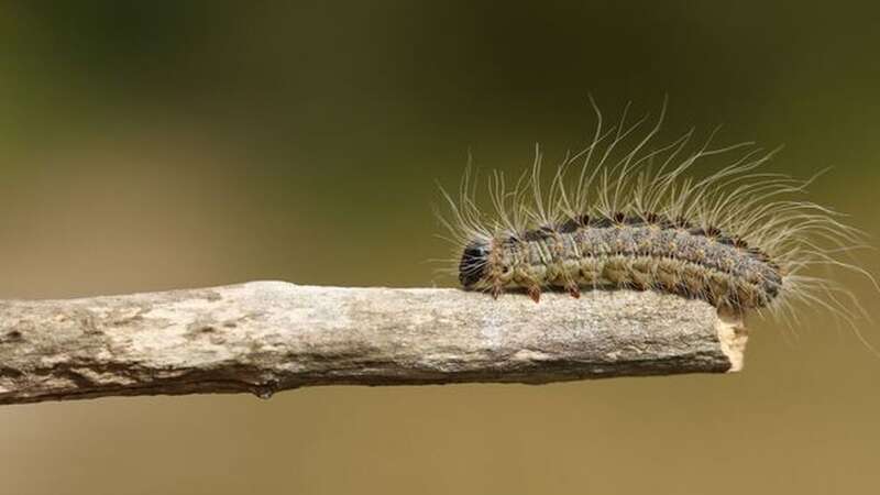 An oak processionary moth caterpillar (Image: Getty)