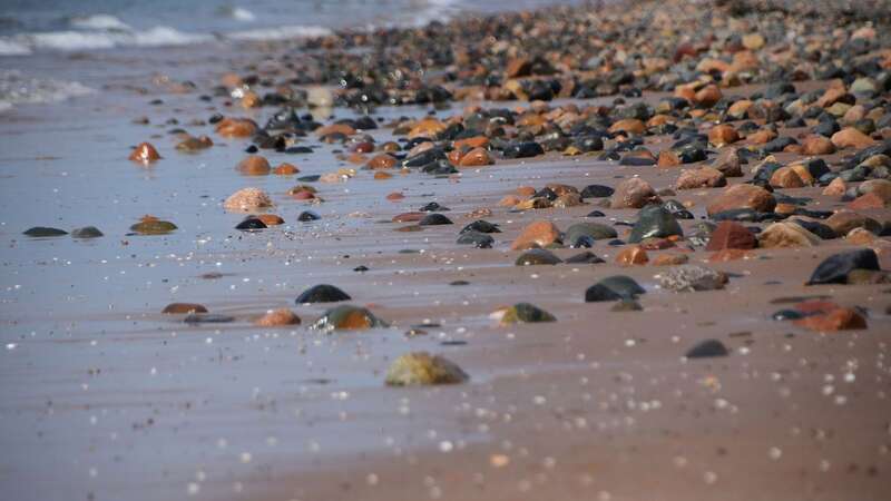 People need to be careful picking shells on Cumbrian beaches (Image: Getty Images)