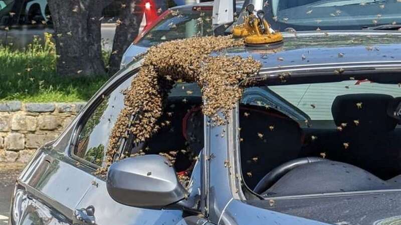 Swarm of bees descended on the BMW (Image: Peter Down/SWNS)