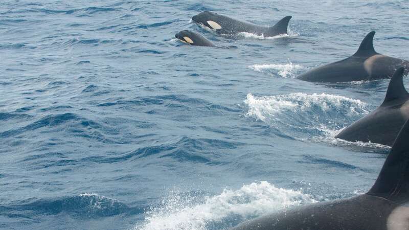 Scientists reveal why killer whales keep attacking boats off the coast