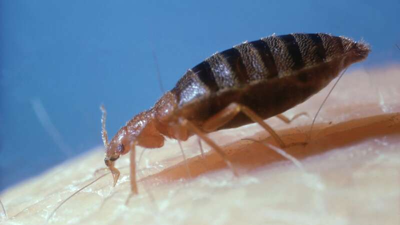 Bed bugs are most active while humans are asleep at night and early morning (Image: Getty Images)