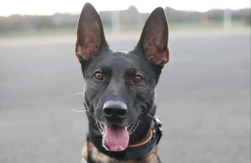 Charity Hero Paws is raising cash to create a sanctuary in Fife for military and police dogs