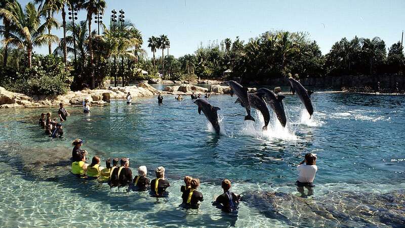 The girl was found unresponsive in a pool at Discovery Cove in Orlando, Florida