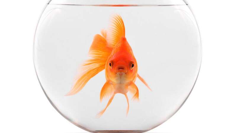 A Brit has made the baffling discovery of a live goldfish on his lawn