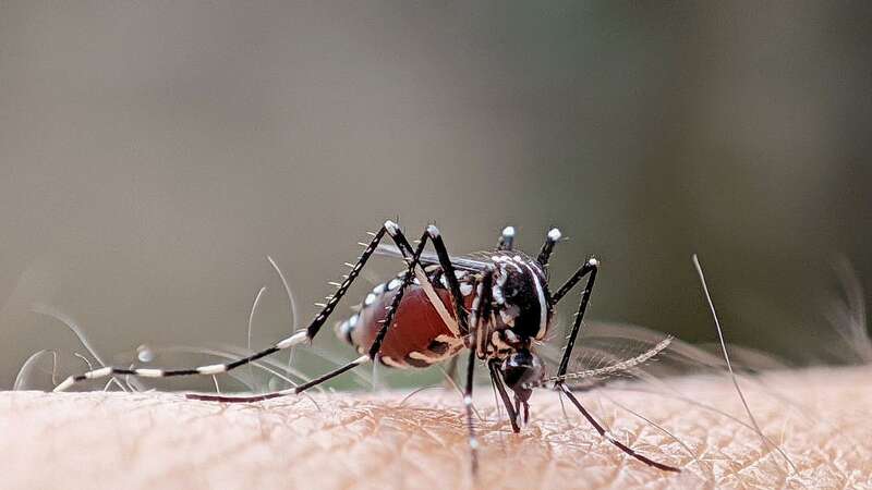 A mosquito (Image: Getty Images)