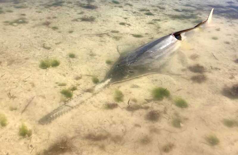 Sawfish have shark-like bodies but they are actually a type of ray