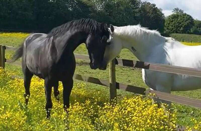 Three of the horses injured are now back on duty