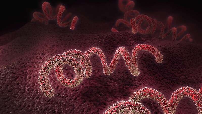 A 3D illustration of a syphilis pathogen (Image: Getty Images/iStockphoto)