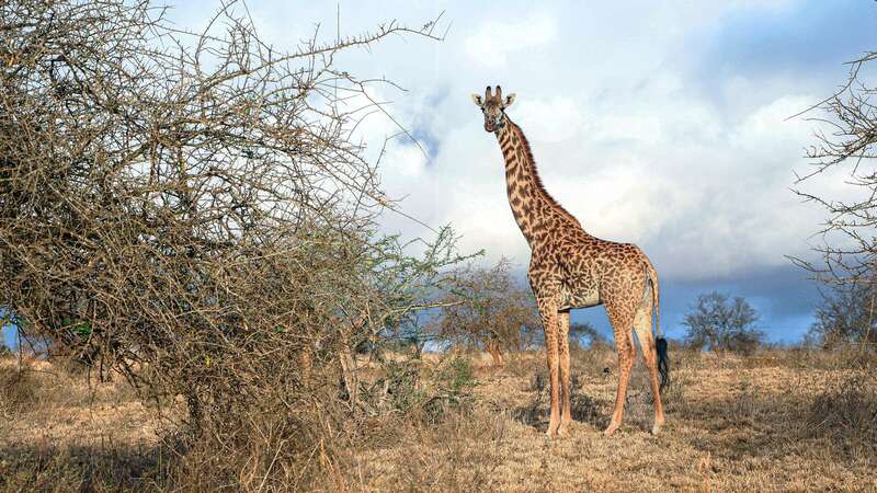 Giraffes owe their long, long necks to pregnant females, research has suggested