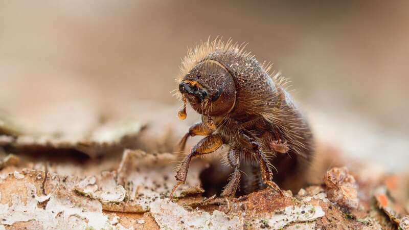 Dangerous beetle sparks 