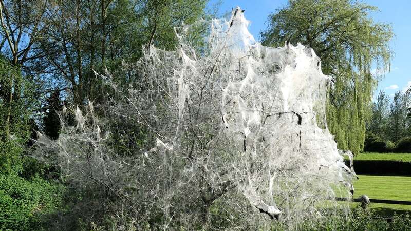 Ermine moth caterpillar web covering a tree in Worcestershire (Image: Rachel Tapp/SWNS)