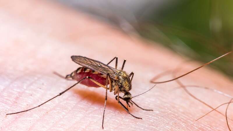 Mosquitoes can be a real problem in the summer (Image: Getty Images)