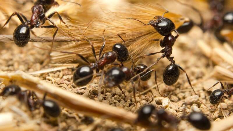 Ants are a common sight in the garden during summer (Image: Getty Images/iStockphoto)