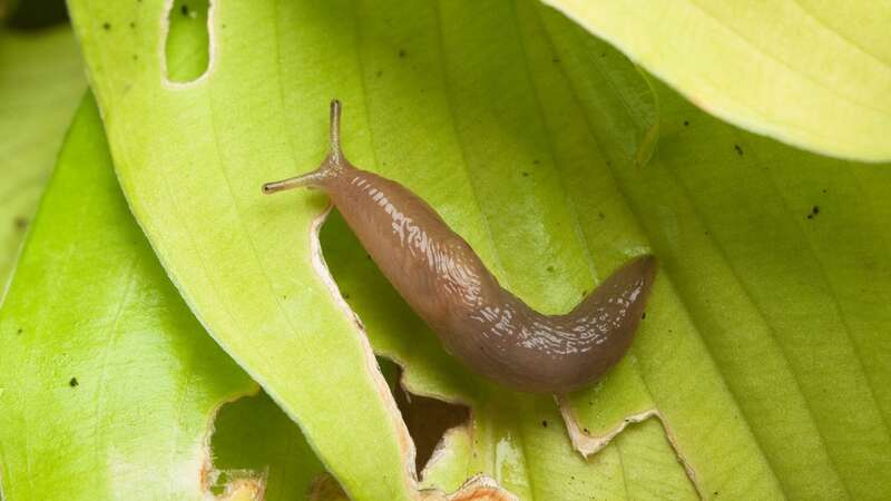 These slimy molluscs meticulously munch their way through many a garden (stock photo) (Image: Getty Images/iStockphoto)