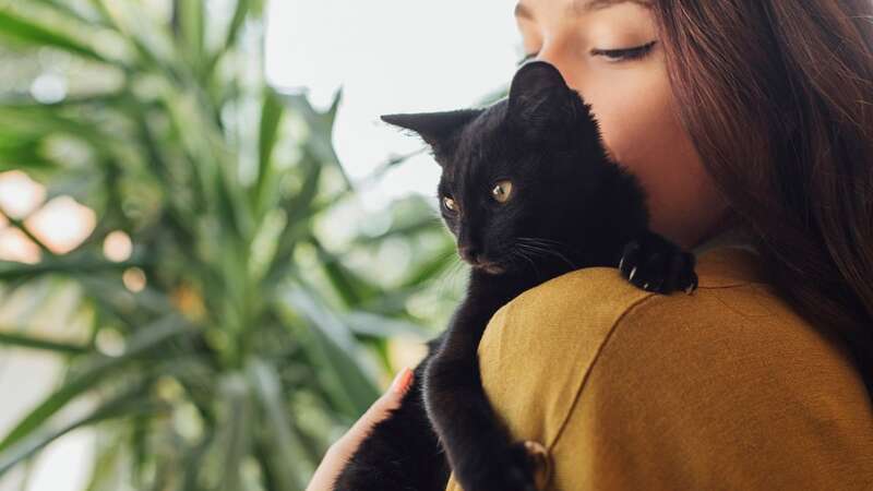 A change in the law will come into effect next week and could see cat owners charged hundred of pounds (Image: Getty Images/Tetra images RF)