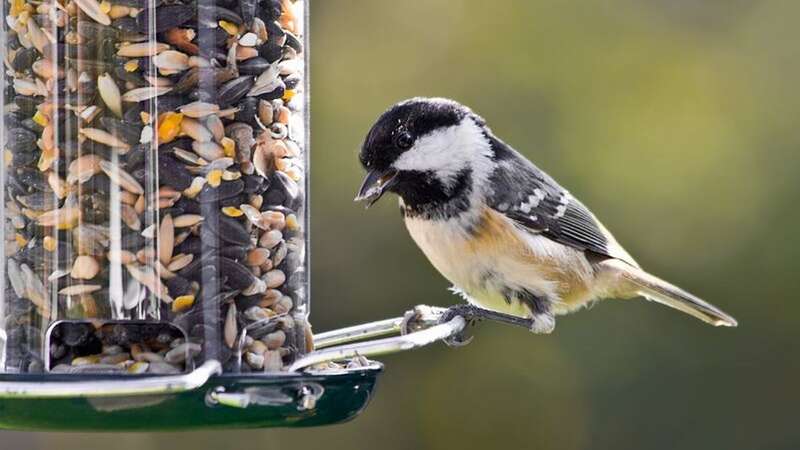 Take a closer look at all the birdlife taking place in your garden (Image: Getty Images)