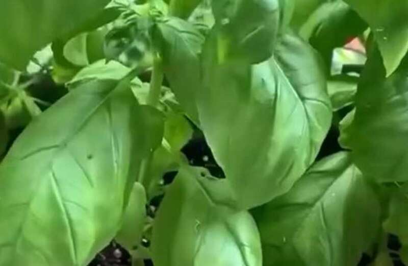 One viewer shared a trick to preserve the basil for longer