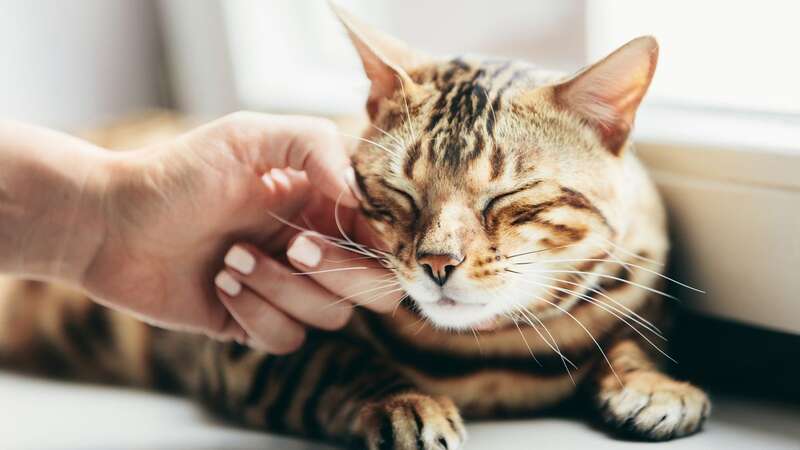 New cat microchipping laws come into force today (Image: Getty Images/iStockphoto)