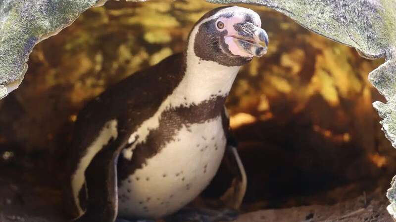 Windy may be one of the oldest penguin parents in the world (Image: Newquay Zoo/SWNS)