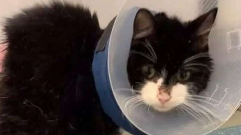 Parker the cat was found with severe burns