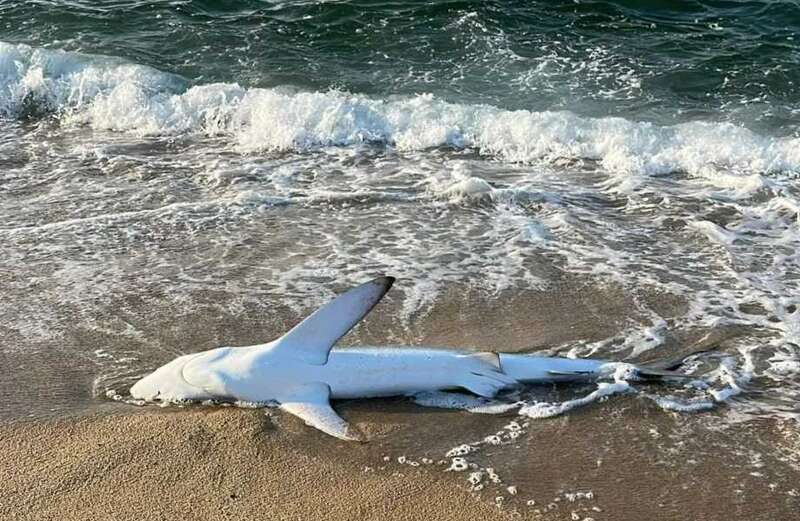 Authorities say the shark discovered had attacked people in the past