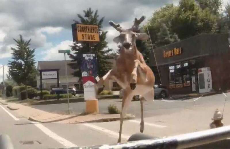 The deer was removed from the bus and later died