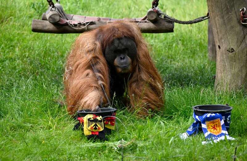 The oracle orangutan pulled off a shock twist during his prediction - click the video above to meet Walter